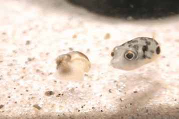 Baby Kisses Gifs 