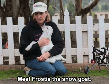 Dieren Baby Gifs Filmsterren Zooey deschanel  teef omgaan nieuw meisje Jess Lizzy Caplan nemen dat 