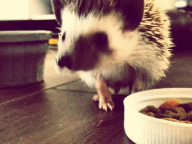 Baby GIF. Baby Gifs Parken en rec 