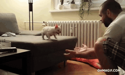 Dieren Bulldog Puppy Baby Geloof Frans Gifs Hond  jumping gemengd sprong groeien vertrouwen 