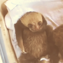 Baby GIF. Olifanten Schattig Baby Wil Gifs Dier Aanbiddelijk Aww Maken Absoluut Woedend Distrac 