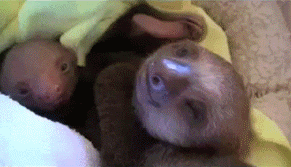 Olifant GIF. Dieren Olifant Baby Mama Gifs Kijken Cthulhu 