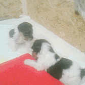 Baby GIF. Liefde Baby Gifs Gif Perfect &eacute;&eacute;n richting Harry stijlen 1d &eacute;&eacute 