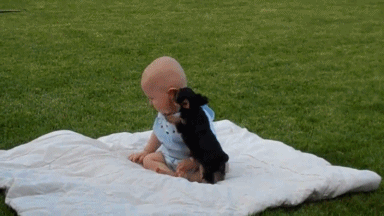 Dieren Puppy Baby Gifs springen speels 