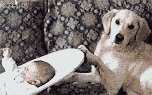 Baby GIF. Dieren Schattig Baby Schommel Gifs Hond 
