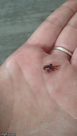 Baby Gifs het eten luiaard luiaards 