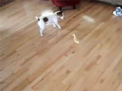 Baby GIF. Tien Baby Gifs Heet A Arts die David tennant Tiende arts Dw Hij is zo schattig Dw cast 