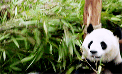 Baby GIF. Baby Gifs Gelukkige verjaardag Freecocaine Ava gardner 