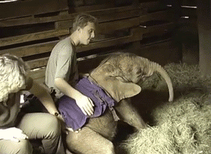 Honden GIF. Dieren Baby Gifs Hond Teckel Photobomb 