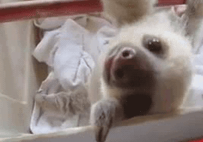 Baby Skateboarden Gifs skateboard 