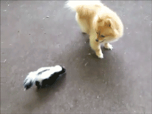 Baby GIF. Baby Engel Prinses Gifs Miss een Jia Gif: missen Ik bracht 80 jaar het verplaatsen 