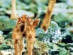 Baby GIF. Schattig Baby Madagascar Gifs Mort 