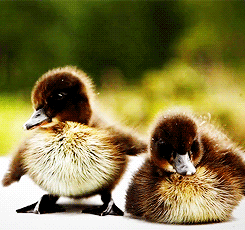 Baby GIF. Sport Baby Gifs Super bowl Seahawks 