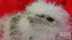 Baby GIF. Baby Gifs Gelukkige verjaardag Freecocaine Ava gardner 