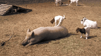 Baby Star trek Gifs  zoet Star Trek Into Darkness jim kirk Captain Kirk james kirk IDST 