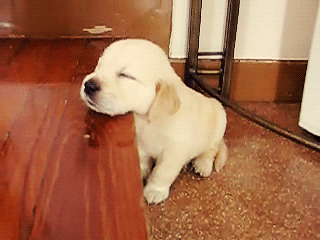 Sport Baby Gifs super bowl seahawks 
