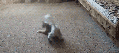 Dieren Baby Kat Gifs rollend nudging wrijven 