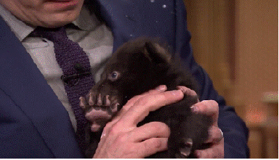 Schattig Baby Sexy Gifs  &eacute;&eacute;n richting Louis Tomlinson Zayn Malik liam payne 