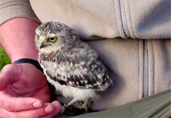 Baby GIF. Vallen Baby Gifs Cartoons en comics Avontuur tijd Cartoon network Atgifs Voor manny 