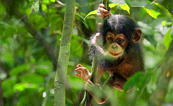Baby GIF. Snoep Baby Gifs Uit Zoals Het nemen 
