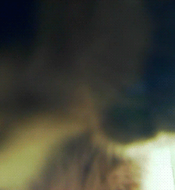 Honden GIF. Dieren Bulldog Puppy Baby Geloof Frans Gifs Hond  Jumping Gemengd Sprong Groeien Vertrouwen 