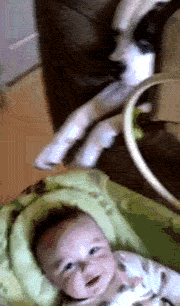 Dieren Schattig Baby Schommel Gifs Hond 