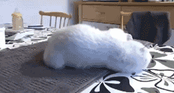 Baby GIF. Baby Engel Prinses Gifs Miss een Jia Gif: missen Ik bracht 80 jaar het verplaatsen 