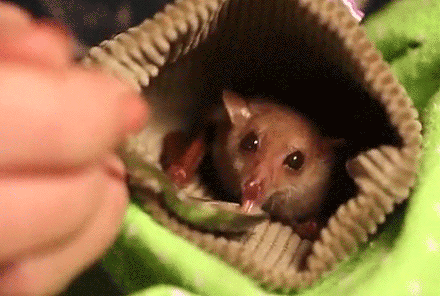 Baby Otter Gifs 