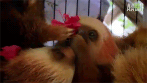 Baby GIF. Bioscoop Baby Thee Gifs Jacksgap Finn harries 