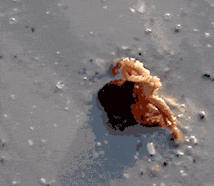 Dieren Baby Gifs Hond 