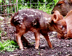 Baby GIF. Baby Gifs Luiaard Heiligdom Ricaanse Costa 