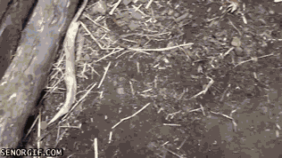 Dieren Baby Gifs fret 