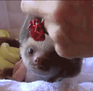 Baby GIF. Baby Engel Prinses Gifs Miss een Jia Gif: missen Ik bracht 80 jaar het verplaatsen 