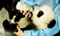 Ryan Gosling GIF. Liefde Schattig Baby Wit Zwart Kus Gifs Filmsterren Ryan gosling  U Mij Zwart en wit Koppels Bby 