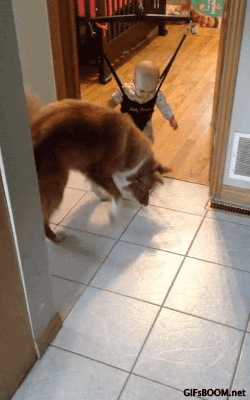 Olifanten Schattig Baby Wil Gifs dier aanbiddelijk aww maken absoluut woedend distrac 