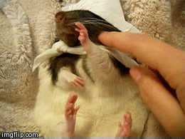 Baby GIF. Baby Gifs Gelukkige verjaardag Freecocaine Ava gardner 
