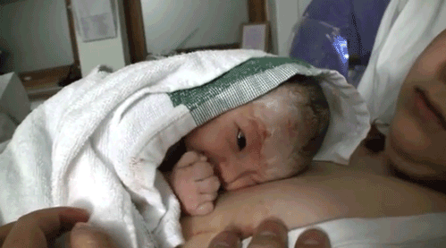 Dieren Schattig Baby Egel Gifs geeuw 