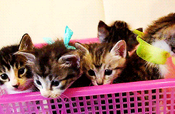 Baby GIF. Baby Kisses Gifs 