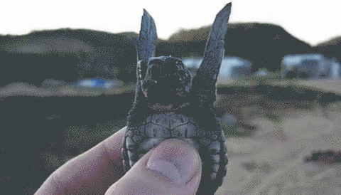 Zwemmen Baby Bewegend Gifs dier zeeschildpad 