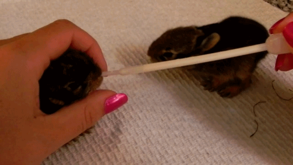 Dieren Liefde Schattig Puppy Baby Laboratorium Gifs Hond likken 