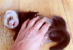 Baby GIF. Hercules Baby Gifs Aanbiddelijk Paard Pegasus 