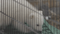 Baby GIF. Baby Gifs Vrolijkheid Blaine anderson 