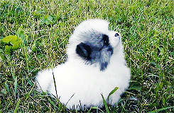 Baby GIF. Dansen Baby Gifs Dans Moderne dans 