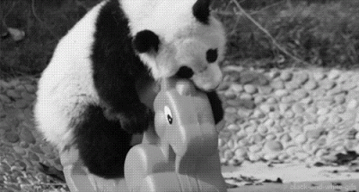 Baby New york Gifs tumblr fotografie foto lindo alvorens 
