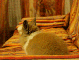 Baby GIF. Schattig Baby Memes Gifs Schattige baby 