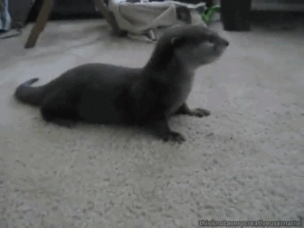 Baby Tv Kus Gifs reactie haat zuigeling 
