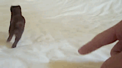 Baby GIF. Baby Star trek Gifs  Zoet Star trek into darkness Jim kirk Captain kirk James kirk Idst 