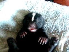 Baby GIF. Dieren Baby Stinkdier Gifs Hand 