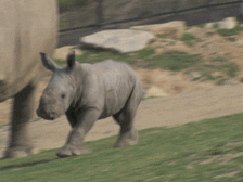 Baby GIF. Baby Gifs  Lachend Vallend Aziaat Wet school Voorjaarsvakantie 1l Lawblr Moe gif Kort 