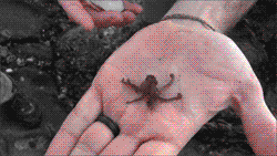 Baby GIF. Baby Gifs 